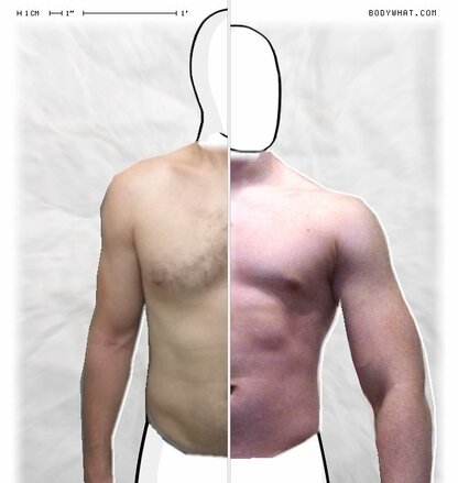 Torso Comparison