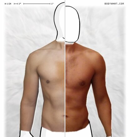 Torso Comparison