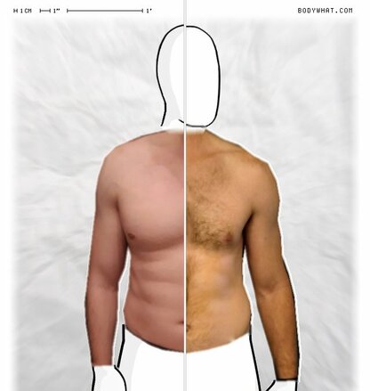 Torso Comparison