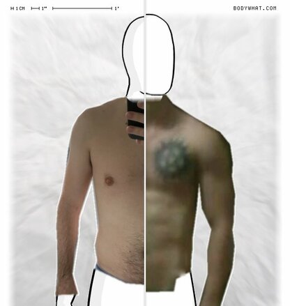 Torso Comparison