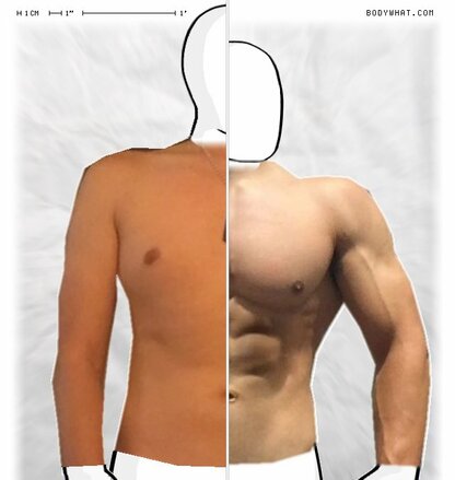 Torso Comparison