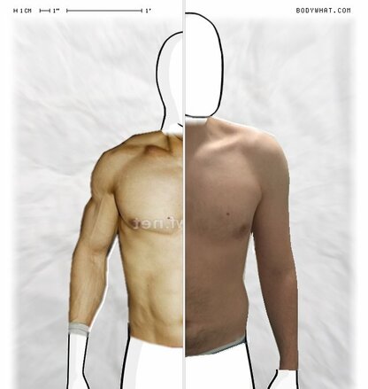 Torso Comparison