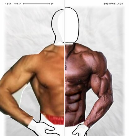 Torso Comparison