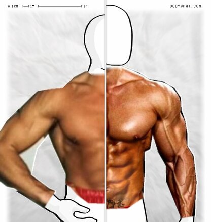 Torso Comparison