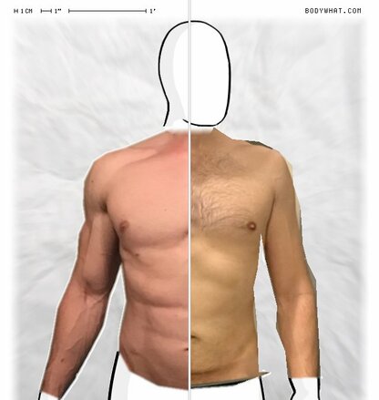 Torso Comparison