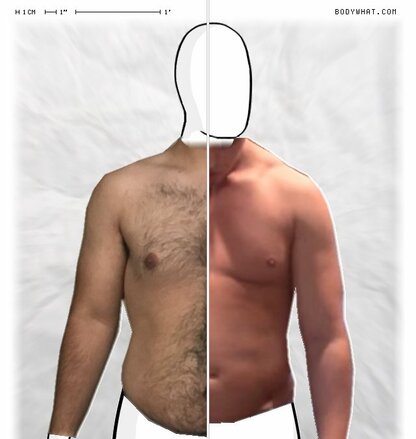 Torso Comparison