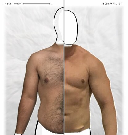 Torso Comparison