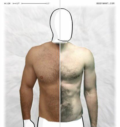 Torso Comparison