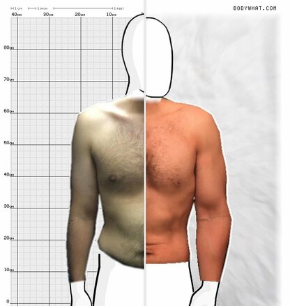 Torso Comparison