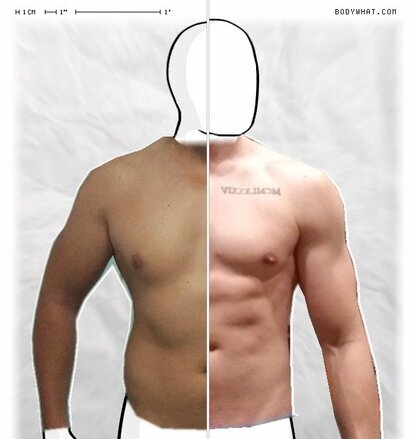 Torso Comparison