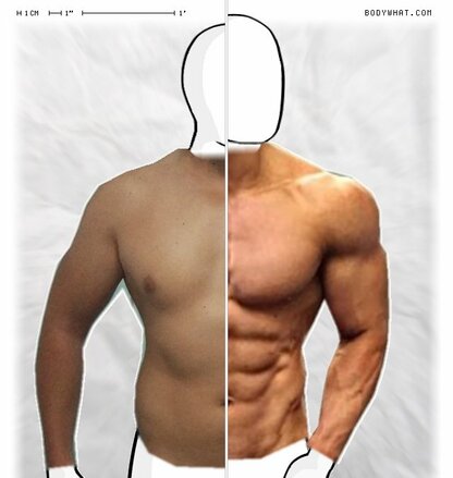 Torso Comparison