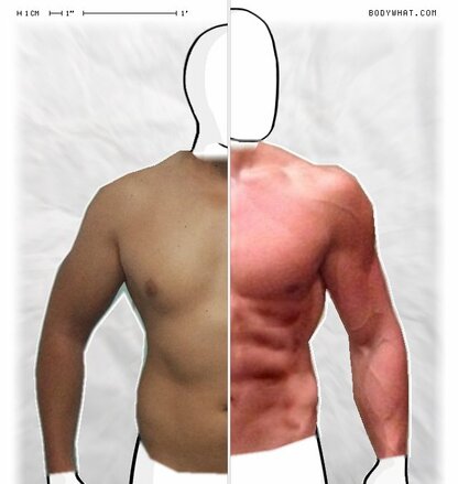 Torso Comparison