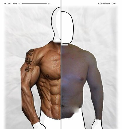 Torso Comparison