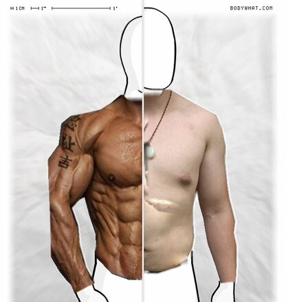 Torso Comparison