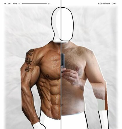 Torso Comparison