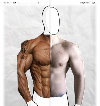 Torso Comparison