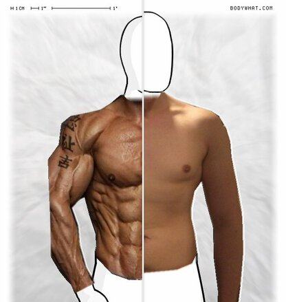 Torso Comparison