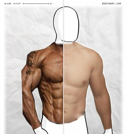 Torso Comparison