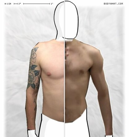 Torso Comparison