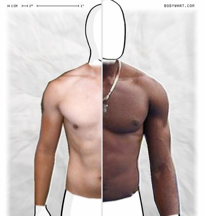 Torso Comparison