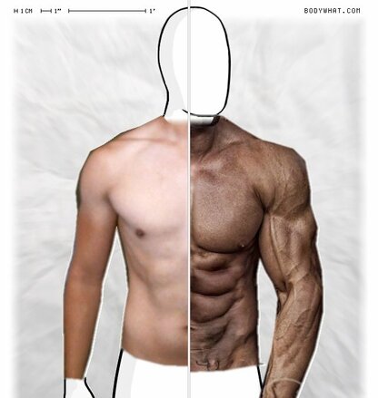 Torso Comparison