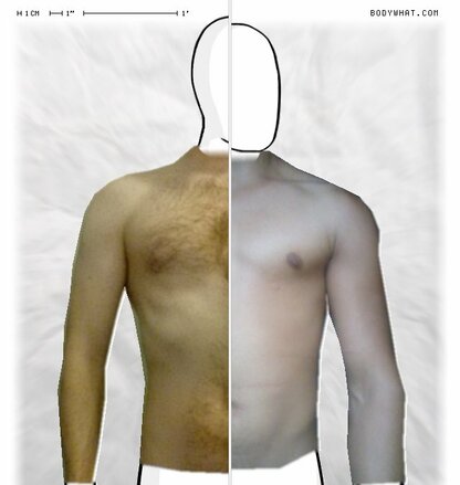 Torso Comparison