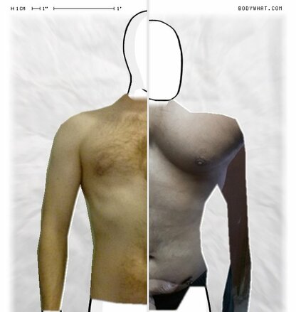 Torso Comparison