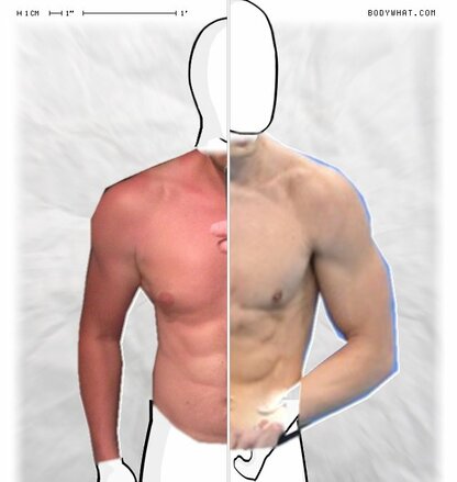 Torso Comparison