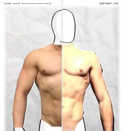 Torso Comparison