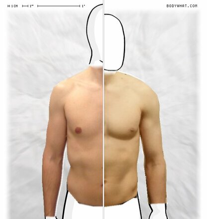 Torso Comparison