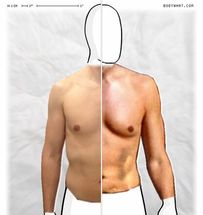 Torso Comparison