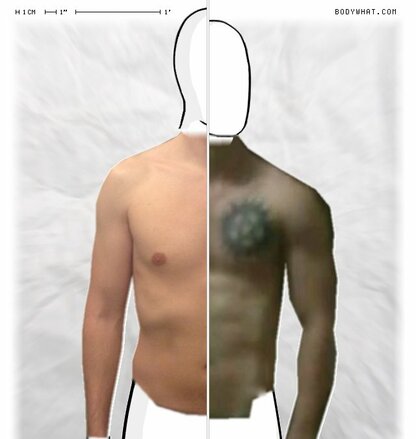 Torso Comparison