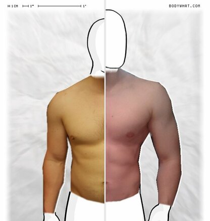 Torso Comparison