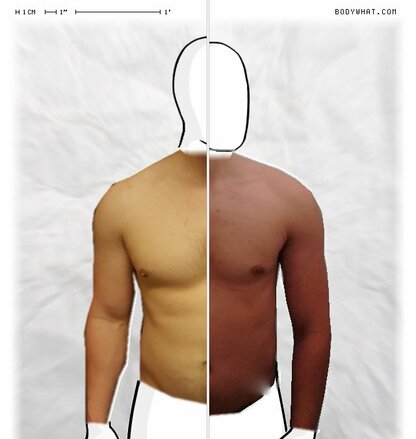 Torso Comparison