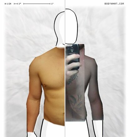 Torso Comparison