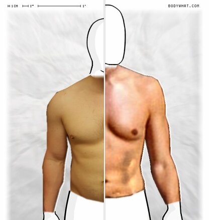 Torso Comparison