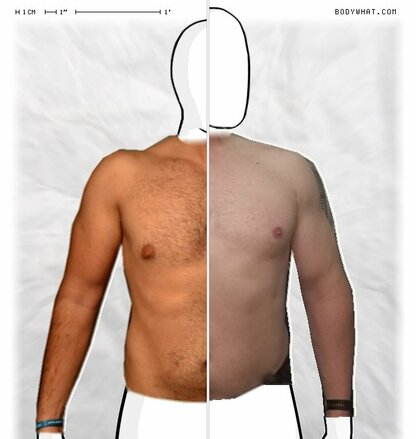 Torso Comparison