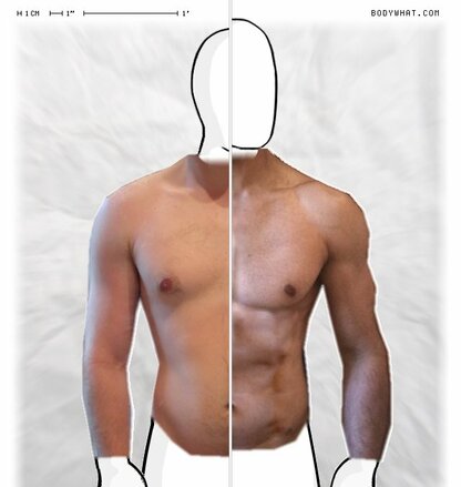 Torso Comparison