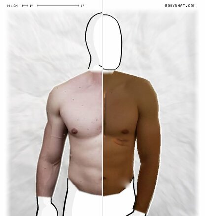 Torso Comparison