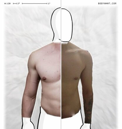 Torso Comparison