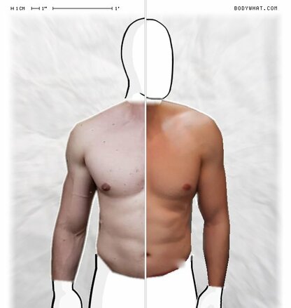 Torso Comparison