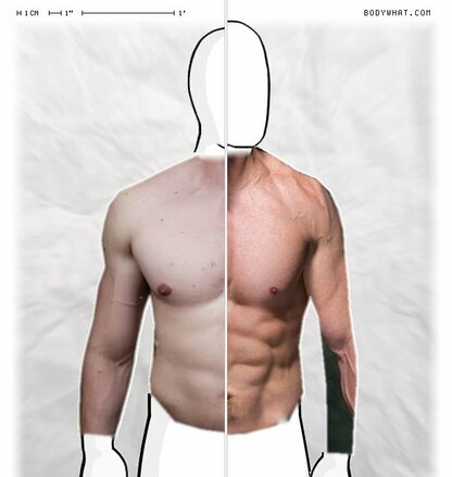 Torso Comparison