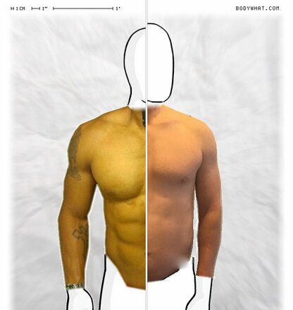 Torso Comparison