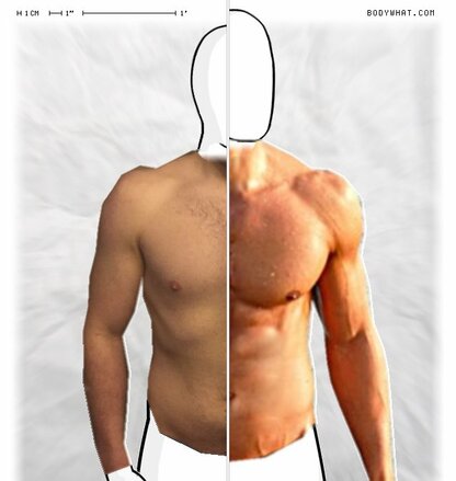 Torso Comparison