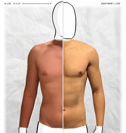 Torso Comparison