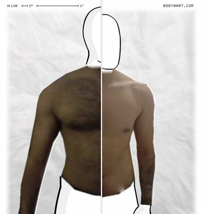 Torso Comparison