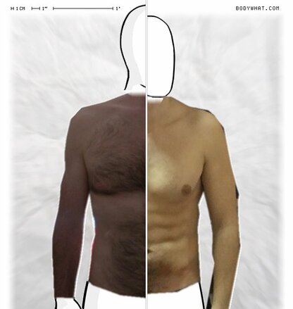 Torso Comparison