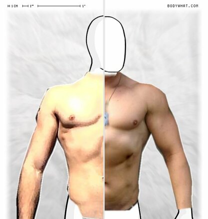 Torso Comparison