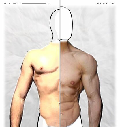 Torso Comparison