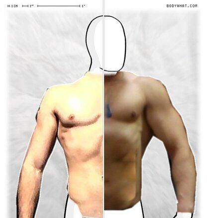Torso Comparison